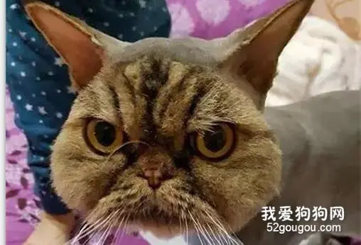 网友让朋友帮忙带猫咪去宠物医院，结果回来后就变成这样了....