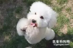 如何保护好狗狗的腰椎？