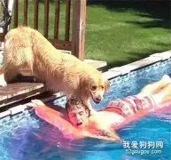 金毛以为主人溺水，马上跳下去救援，结果......