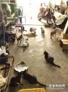 主人摘了些猫薄荷回来，于是家里的猫们就不淡定了，这场面....