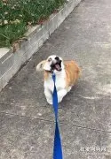 看得出来，这只柯基是真的很不想回家了！！