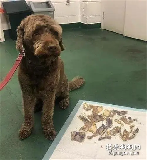 狗砸偷吃1400元现金，催吐花了1100元，铲屎官苦笑：还有赚！