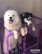 二哈和小萨争宠，你猜心机狗是谁？