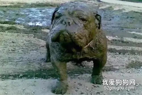 这狗子我不要了，谁要谁带走...