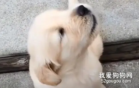 小奶汪版恶龙咆哮，萌到吐奶！