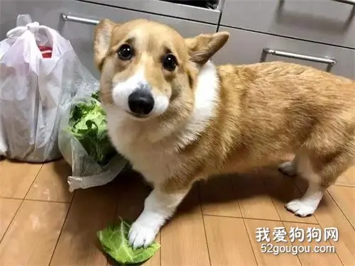 柯基跑到厨房偷菜吃，被抓包后眼神超无辜：是菜菜引诱我的！