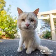 这只猫的头有点大，还有点方，当它一靠近镜头后，超可爱的！