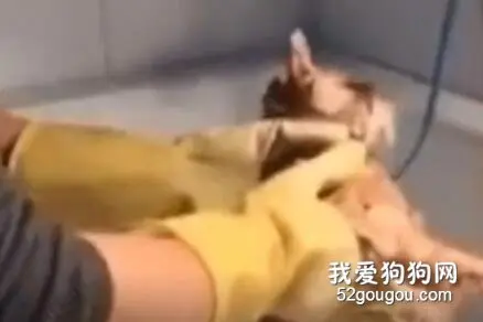 听口音，这是只重庆猫没错了！