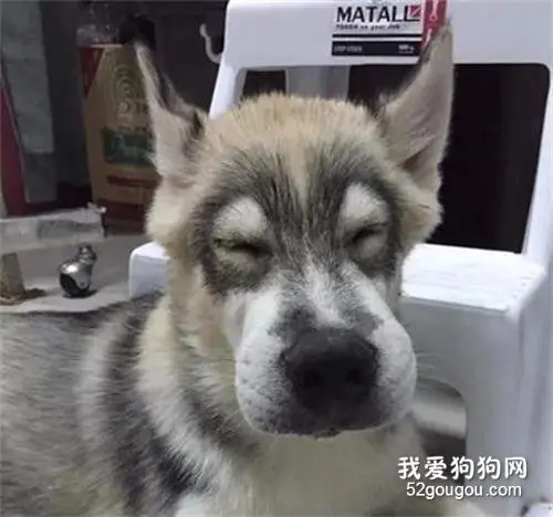 哈士奇偷跑出门，没想到回来时居然变成了一头驴，主人崩溃了！