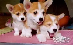 与犬疫苗接种相关的常见问题
