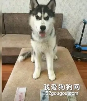 二哈居然认得出不同面值的钱？？？