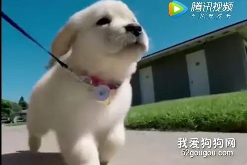 萌哭！又是为小金毛疯狂打电话的一天！