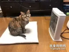一只知道自己取暖的聪明喵星人