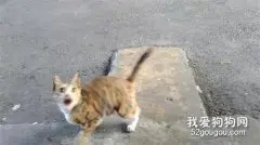 这只猫在路上走着走着，突然被人类叫住后，它的反应笑死了！
