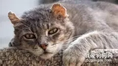 老龄猫会遇到哪些健康问题 ？