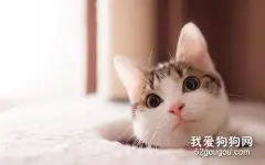 如何诊断和预防猫蛔虫病？