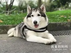 主人带二哈到朋友家做客，没想到它直接守在厨房不走，二哈：交出肉肉！