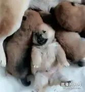 小奶狗抢不到奶喝，急得原地躺下嗷嗷蹬腿，小样子可怜又可爱~