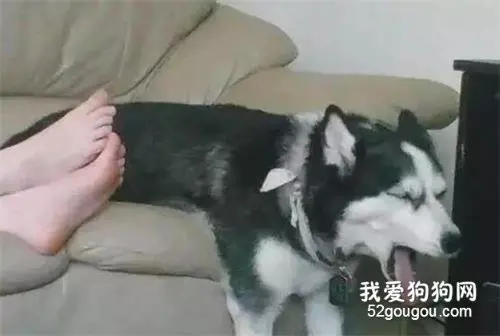 妹子把脚放在二哈面前，结果二哈的表现让人笑喷了..