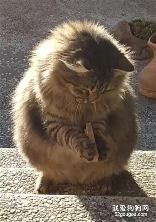 猫咪在路上看到一个夹子，捡起来后却一脸...