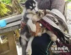 猫咪被和二哈强行抱在一起，整个猫都不好了