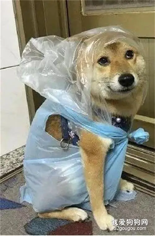 给狗砸用垃圾袋做了个雨衣，结果被这货给嫌弃了还拒绝出门！