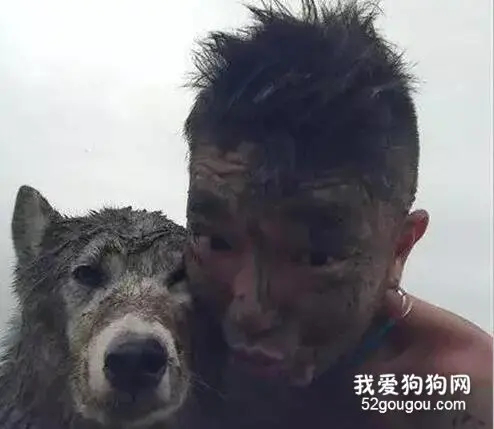 托朋友帮忙照顾二哈，过几天收到这样的信息，笑哭