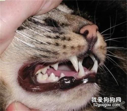 如何检查猫咪的牙齿
