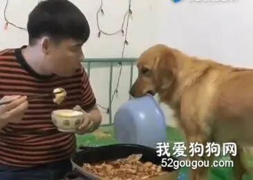 主人吃饭时旁边的金毛偷瞄了下锅里的东西，下一秒它的举动笑到肚子疼.....