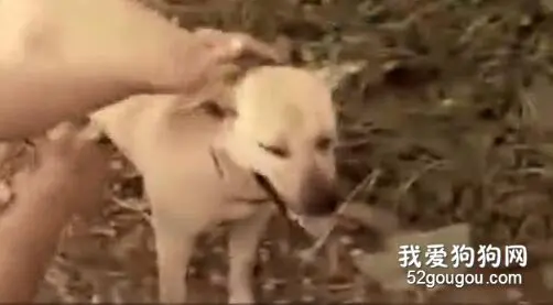 家里的田园犬突然不见了，发现后它竟然从地里救出一个婴儿...