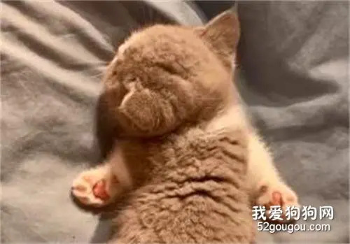 睡着后分不清正反面的小奶猫，好乖~