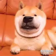 用美颜特效拍狗...柴柴：丑逼又嫉妒本汪的美貌了！