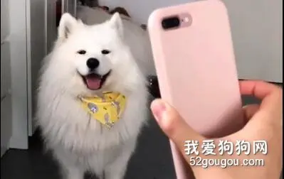 看到自己照片就会模仿的萨摩耶，镜头感超强！