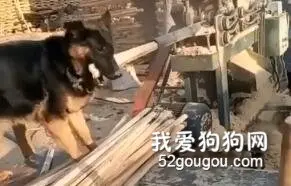 懂事的狗子早当家！想拥有一只！