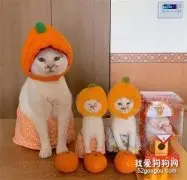 明明不是橘猫，却比橘猫可爱，难道是因为这橘子？