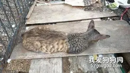 网友在街边看到一只猫有点奇怪，走近一看笑喷了...