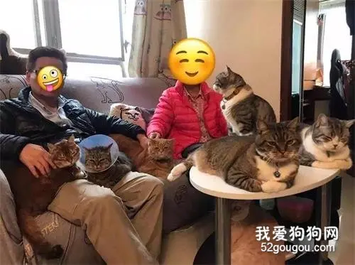 养猫大户的日常体验：每天都是大型吸猫现场！