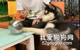 哈士奇从不让人失望……
