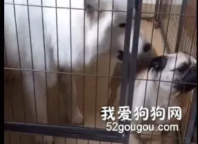 狗子们帅不过三秒系列！以为是王者，结果是个青铜…