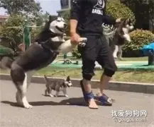 铲屎官带二哈一家出门玩，没过多久就换了个造型，还挺别致