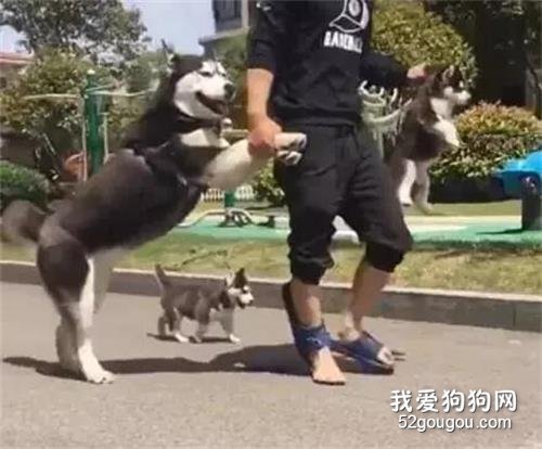 铲屎官带二哈一家外出玩，没过多长时间就换了个