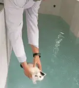 网友把小奶猫放入泳池内，结果猫咪瞬间变成小鱼...