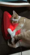网友给妈妈买了个按摩器，被猫看到后...