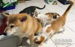 柴犬洗完澡回来，刚进门就遇见三只猫...