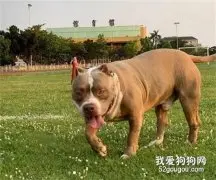 主人放肆让狗子到操场上玩，几分钟后，它居然变成了土狗！