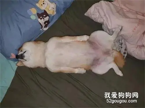 柴犬偷跑到主人的床上睡觉，姿势还特别的奇葩，成精了！