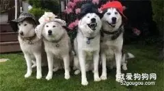 家里有矿的网友养了四只哈士奇，从它们的合照看出来，有一只最纯