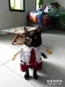 主人给家里的黑猫买了这么件衣服，它穿上后，简直帅爆了！