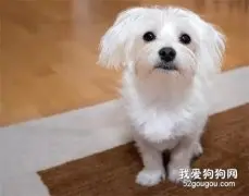 睡眠对狗狗有多重要！