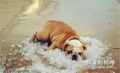 炎炎夏日，如何防止狗狗中暑！